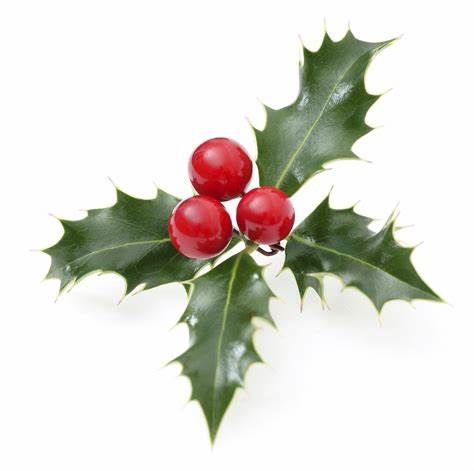Holly